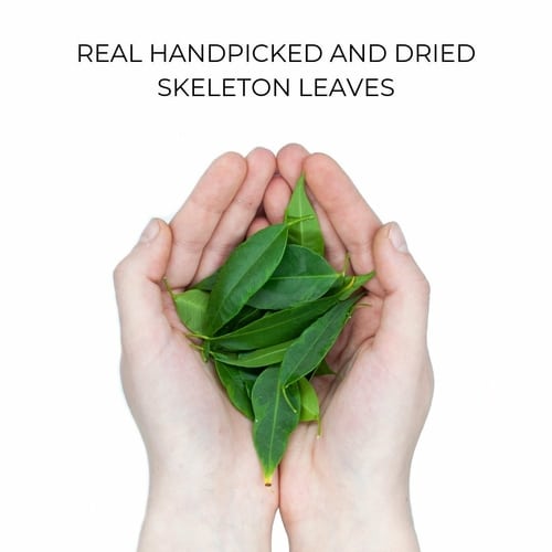 REAL HANDPICKED AND DRIED SKELETON LEAVES d440d47a f23b 49f5 8461 16e7114d9cb1